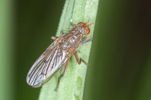 Scathophaga furcata